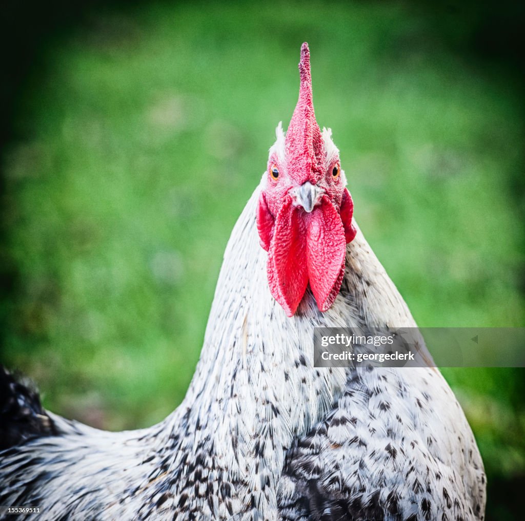 Chicken Staring at the Camera