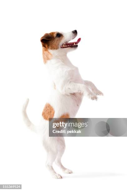 small dog standing on two feet with white background - jack russell terrier stock pictures, royalty-free photos & images