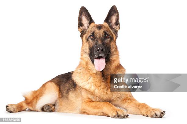 portrait of a german shephard - german shepherd sitting stock pictures, royalty-free photos & images