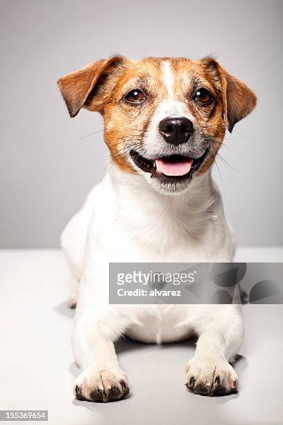porträt von einem jack russel terrier - jack russell terrier stock-fotos und bilder