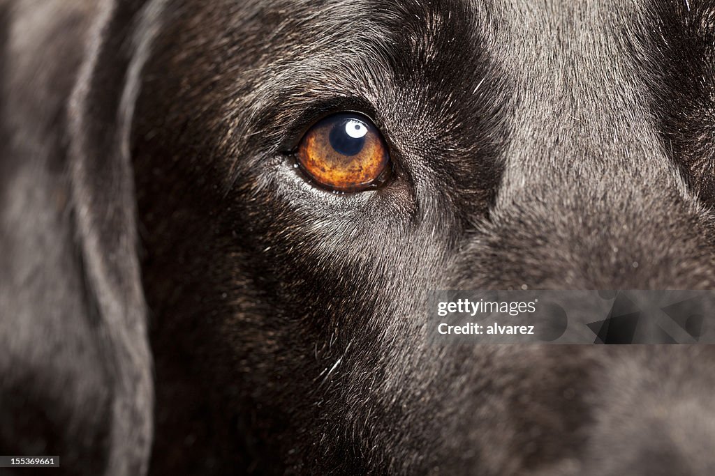 Close Up of a Black Labrador