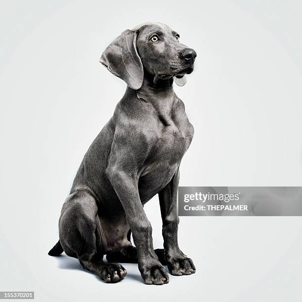 weimaraner - guard dog stock pictures, royalty-free photos & images