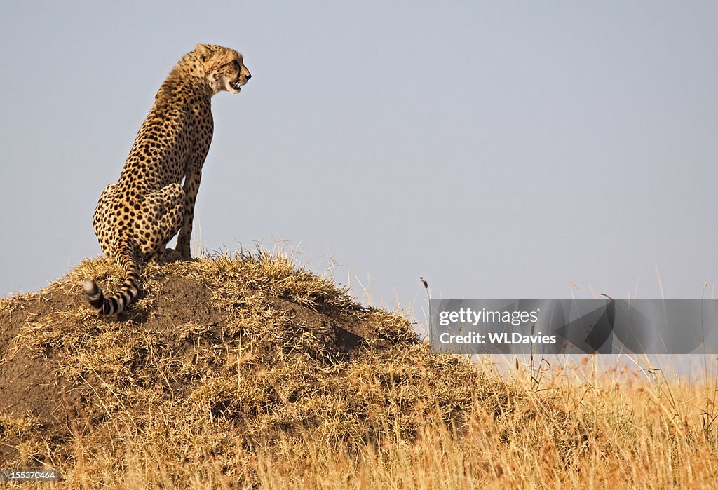 Cheetah with a view