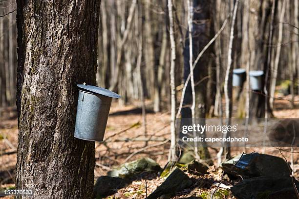sugaring time - maple sugaring stock pictures, royalty-free photos & images