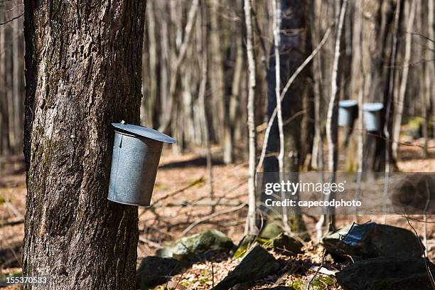 sugaring time - sap stock pictures, royalty-free photos & images