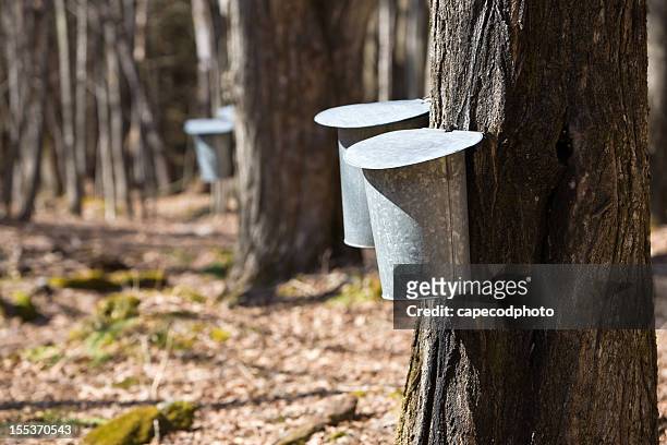 maple syrup time - maple tree stock pictures, royalty-free photos & images