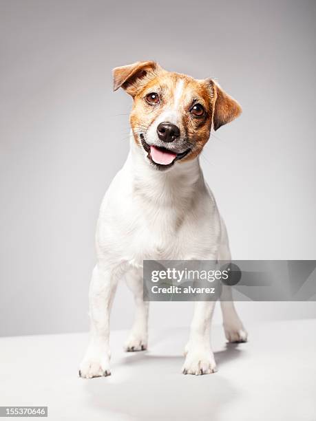 portrait of a jack russel terrier - jack-russell stockfoto's en -beelden