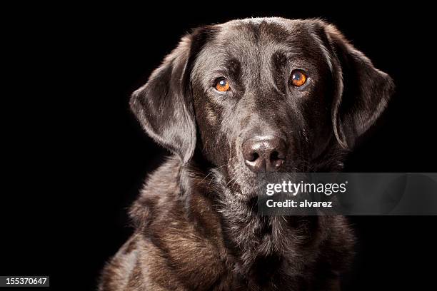 portrait of a black labrador - dog black background stock pictures, royalty-free photos & images