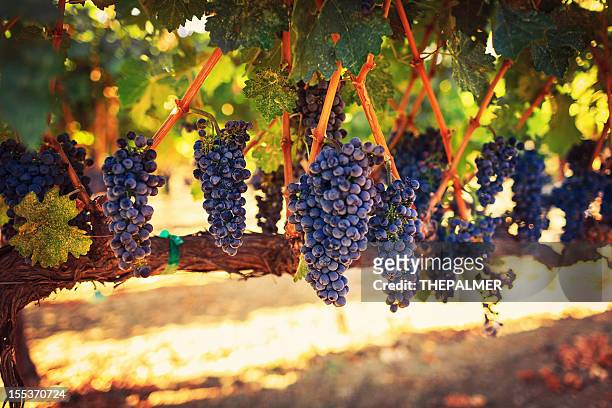 wine grapes - sonoma county stock pictures, royalty-free photos & images