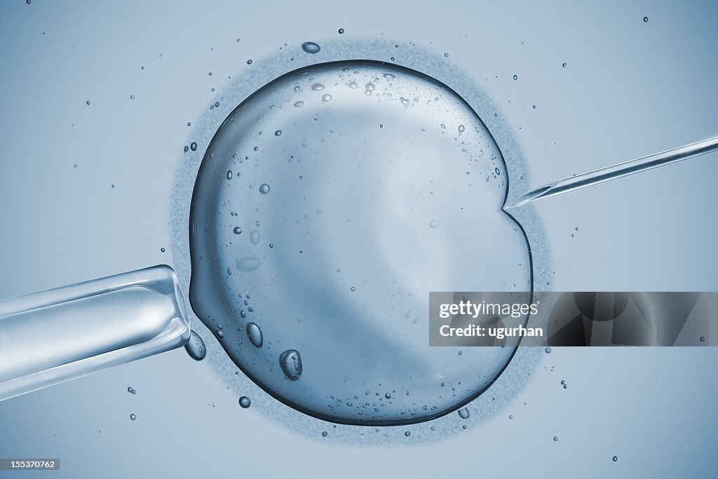 Human Fertility