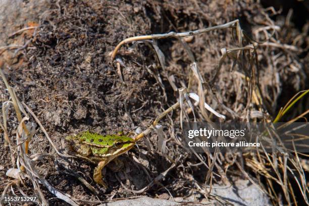 15 Low Water Frog Stock Photos, High-Res Pictures, and Images - Getty ...