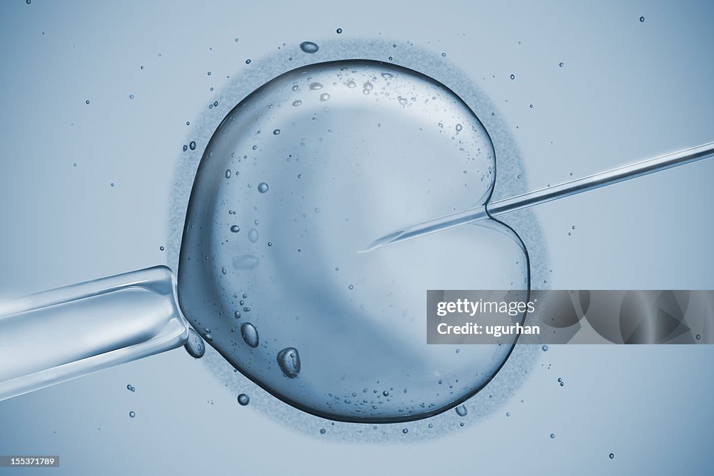 Human Fertility