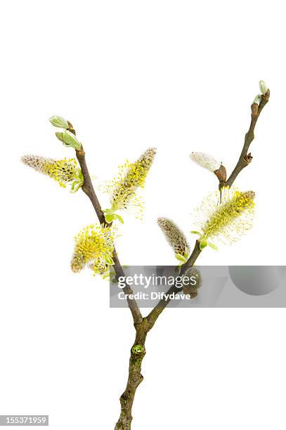 twig of pussy willow with catkin and leaves - knop plant stage stockfoto's en -beelden