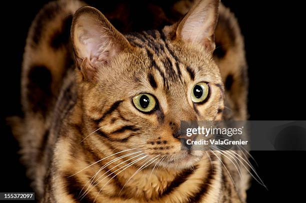 purebred bengal cat looking up and away. - bengal cat stock pictures, royalty-free photos & images