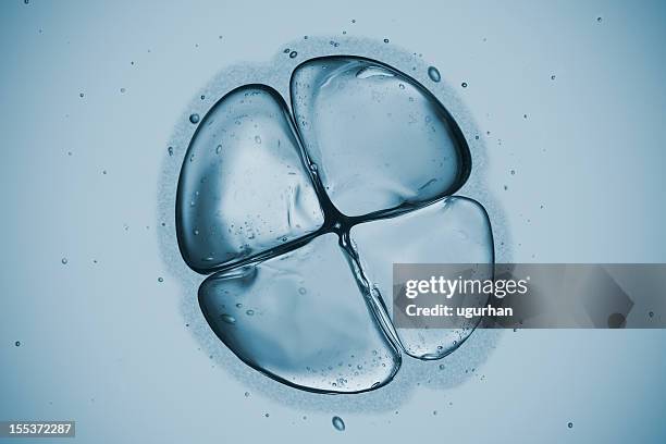 cell - mitosis 個照片及圖片檔