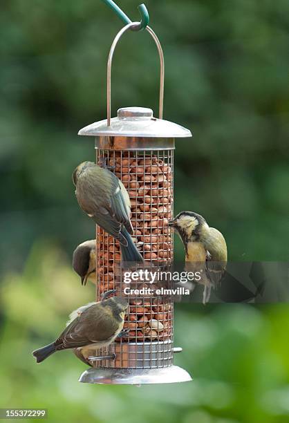 four tits at garden feeder - bluetit stock pictures, royalty-free photos & images