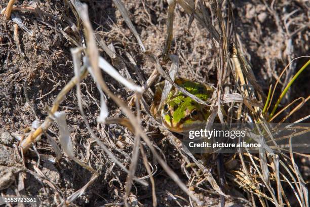 15 Low Water Frog Stock Photos, High-Res Pictures, and Images - Getty ...