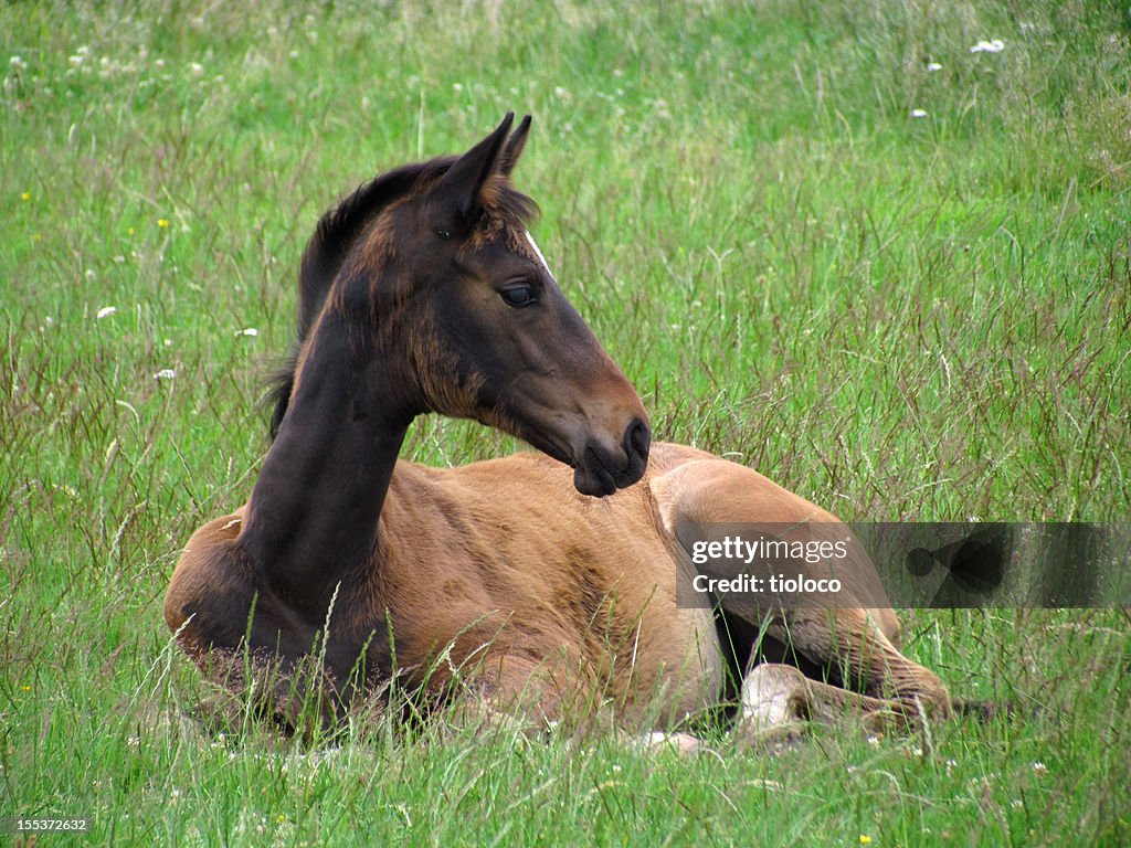 Young Foal
