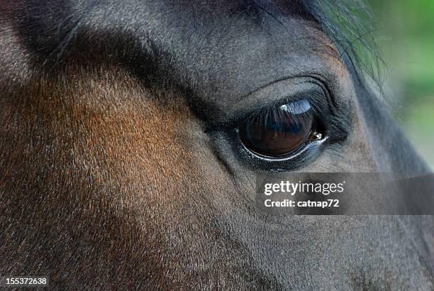 horse eye and head close up - horse eye stockfoto's en -beelden