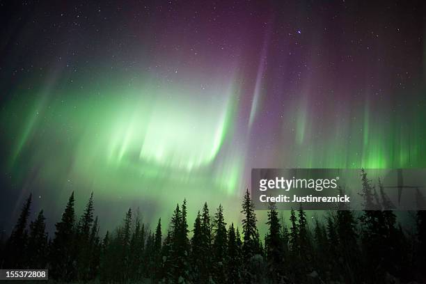 eerie green twilight view of aurora borealis over forest - aurora stockfoto's en -beelden