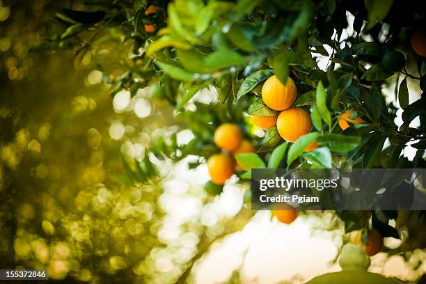 ripe orange citrus grove - citrus grove stock pictures, royalty-free photos & images