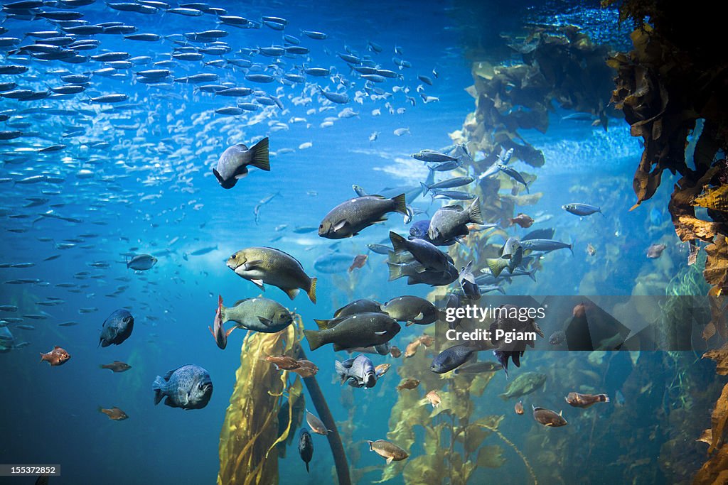 Sea life and fish underwater