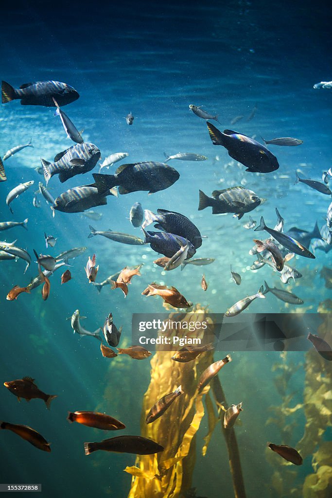 Sea life and fish underwater