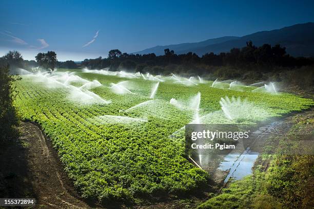 irrigation sprinkler watering crops on fertile farm land - irrigation equipment stock pictures, royalty-free photos & images