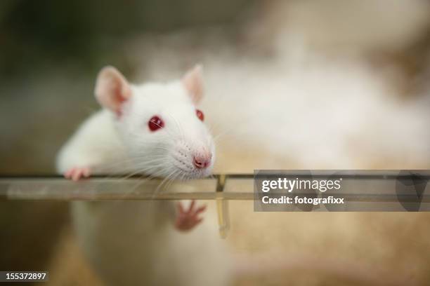 laboratory rat with red eyes looks out of plastic cage - white skin stock pictures, royalty-free photos & images