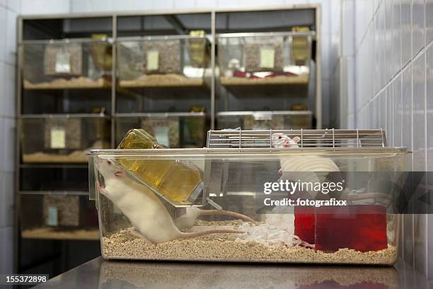 Lab Rats Interior 1,566 Lab Rats Stock Photos, High-Res Pictures, and Images - Getty Images