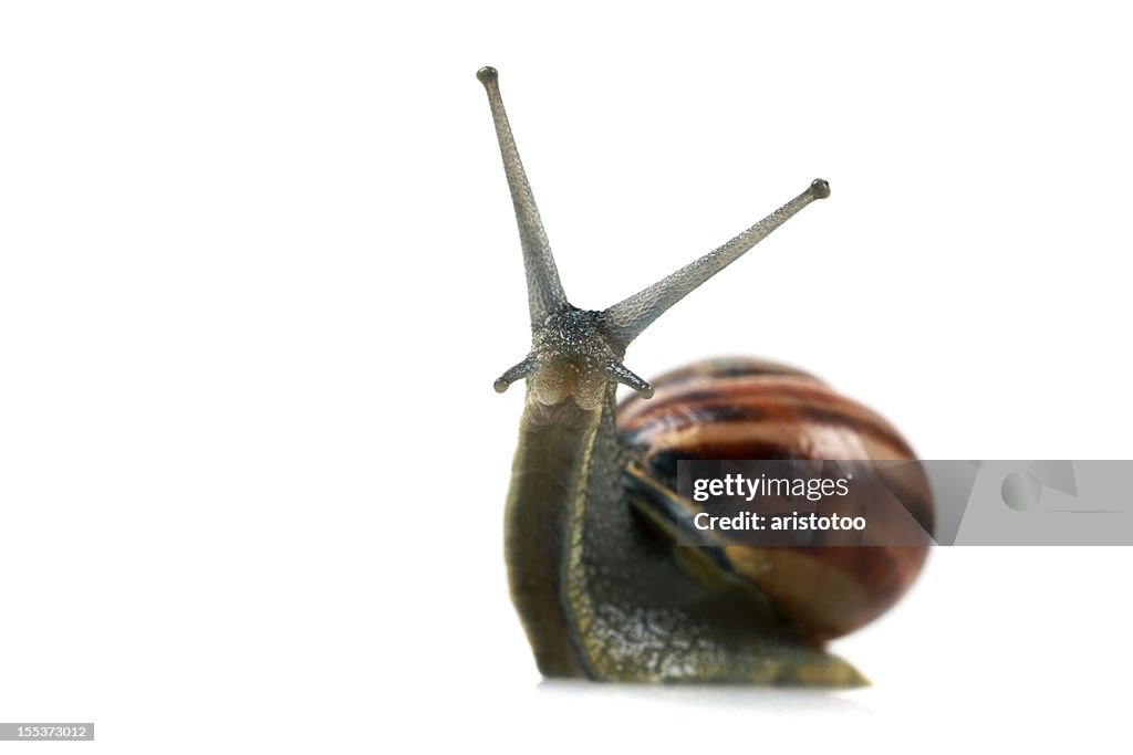 Snail Looking at Camera. Isolated on White