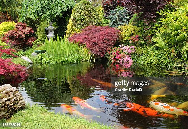 a big koi pong with orange fish and greenery - koi carp stockfoto's en -beelden