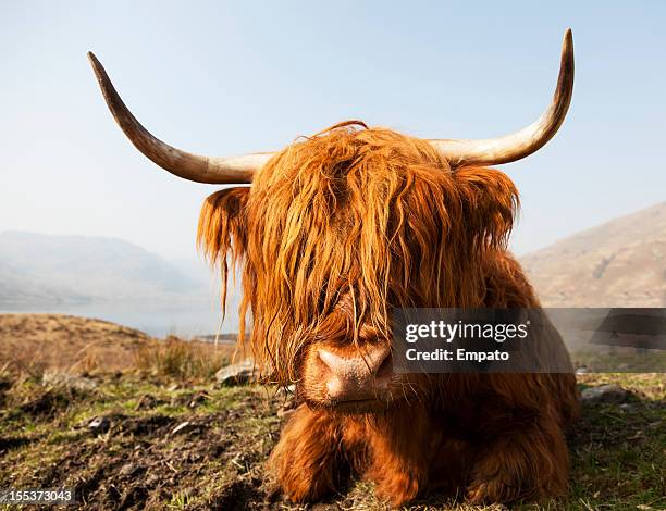 scottish highland cow. - highland cow stockfoto's en -beelden