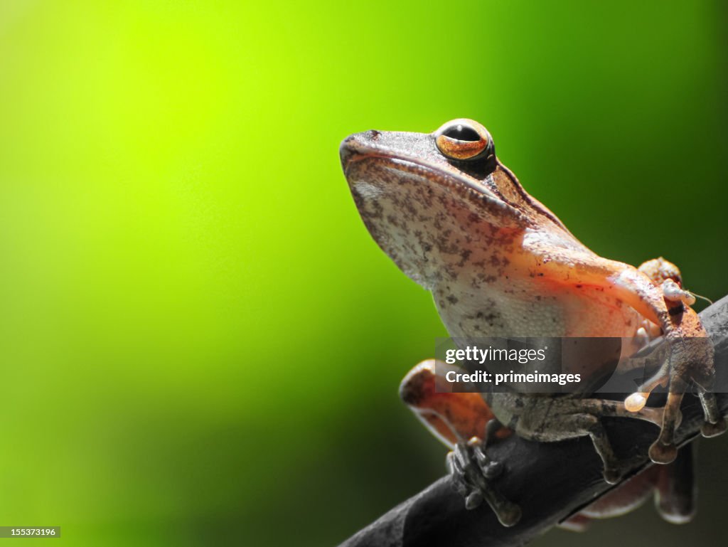 Frosch auf einem Ast