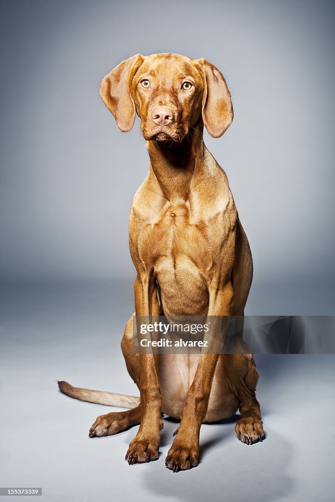 Portrait of a Magyar Vizsla Dog