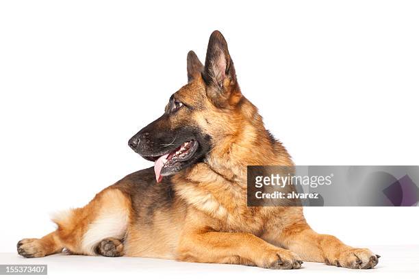 portrait of a german shephard - german shepherd sitting stock pictures, royalty-free photos & images