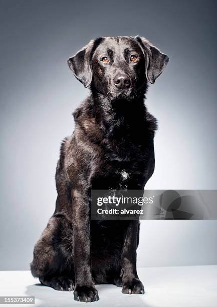 portrait of a black labrador - black dog stock pictures, royalty-free photos & images