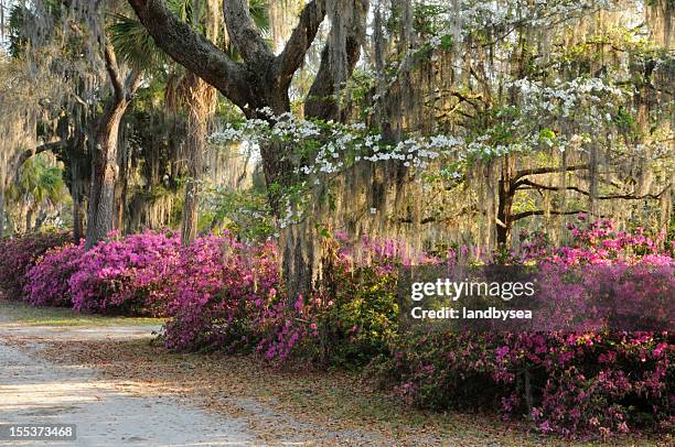 live oaks, flowering dogwood and azaleas with spanish moss - groenblijvende eik stockfoto's en -beelden