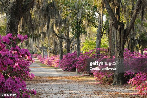 road with live oaks and azaleas in savannah - groenblijvende eik stockfoto's en -beelden