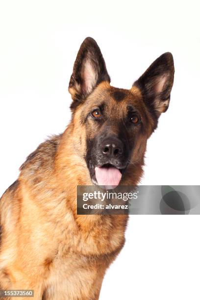 portrait of a german shephard - german shepherd 個照片及圖片檔