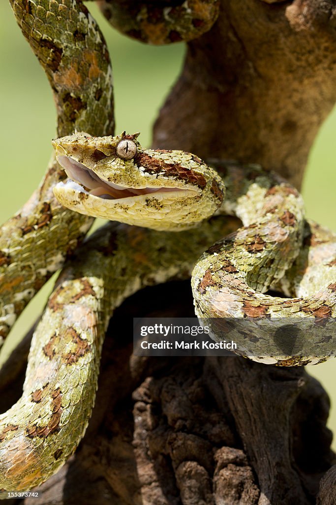 Venomous Green Eyelash Viper Snake