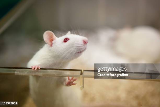 rat de laboratoire avec yeux rouge donne de cage en plastique - rat photos et images de collection