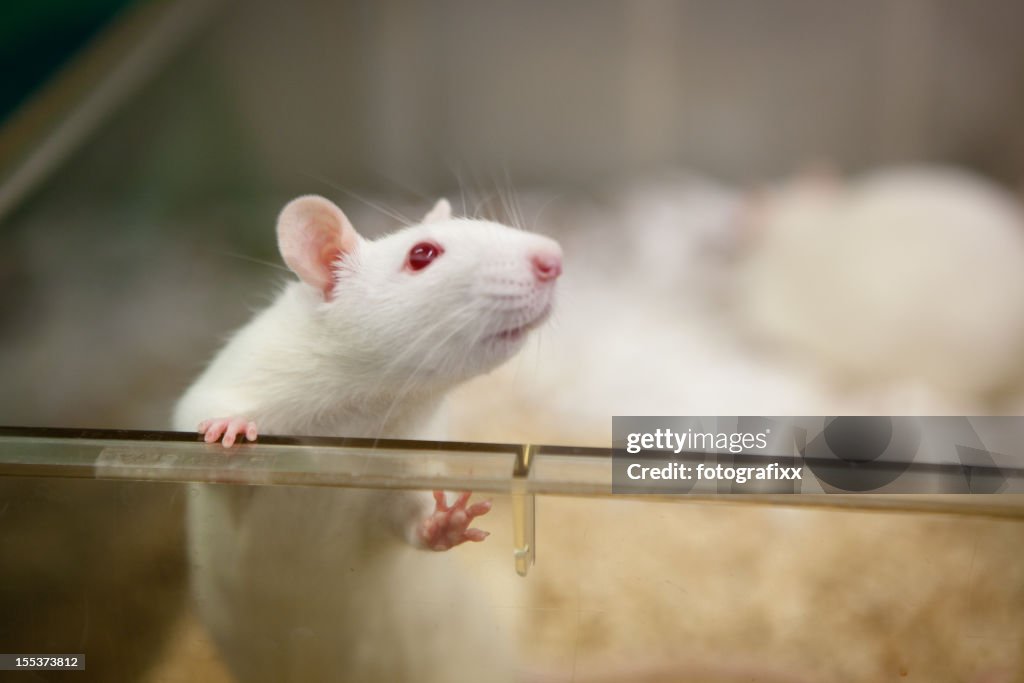 Laboratory rat with red eyes looks out of plastic cage