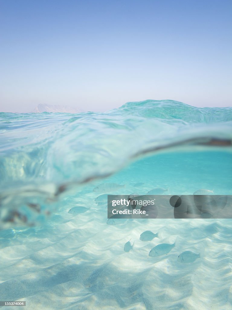 Under the Sea