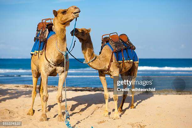 two camels ready to be ride on the beach - dromedaris stockfoto's en -beelden
