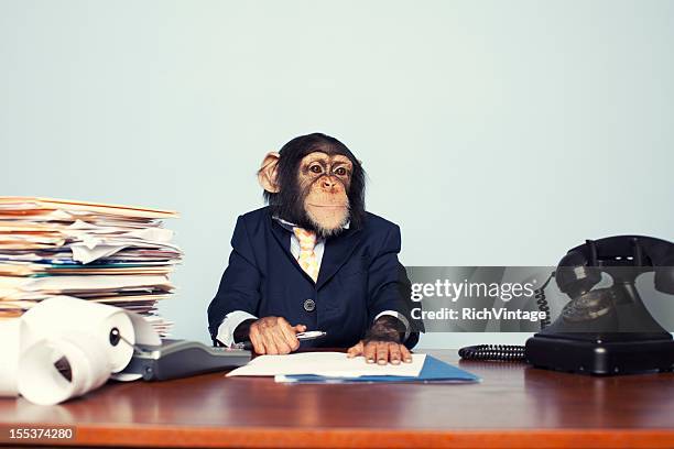 giovane business scimmia antropomorfa - scimmia foto e immagini stock