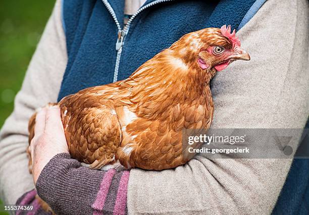 holding a hen - animal welfare chicken stock pictures, royalty-free photos & images