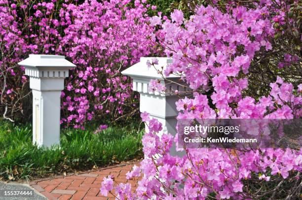 Azalea Path Azalea Path Photos and Premium High Res Pictures - Getty Images