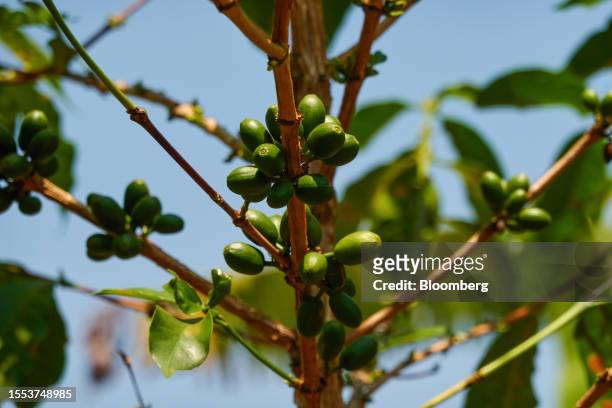Green Arabica coffee cherries grow on a tree at Twongere Umusaruro wa Kawa , a female-led coffee co-operative, in Rwimishinya, Kayonza District,...