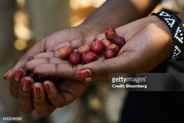 Guide displays Arabica coffee cherries at Twongere Umusaruro wa Kawa , a female-led coffee co-operative, in Rwimishinya, Kayonza District, Eastern...